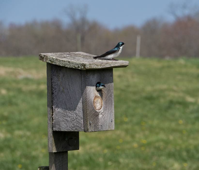 April 21, 2012 - Appleton Farms in Ipswich, Massachusetts.