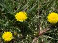 April 21, 2012 - Appleton Farms in Ipswich, Massachusetts.