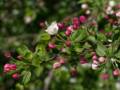 April 21, 2012 - Appleton Farms in Ipswich, Massachusetts.