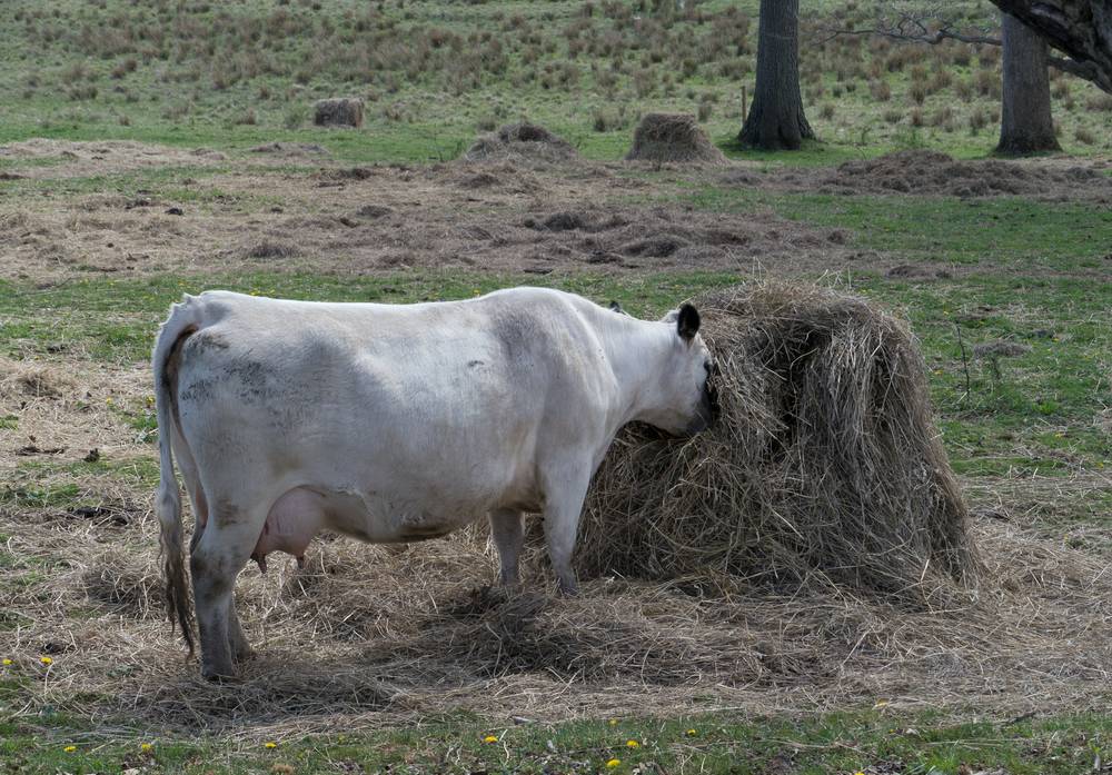 April 21, 2012 - Appleton Farms in Ipswich, Massachusetts.