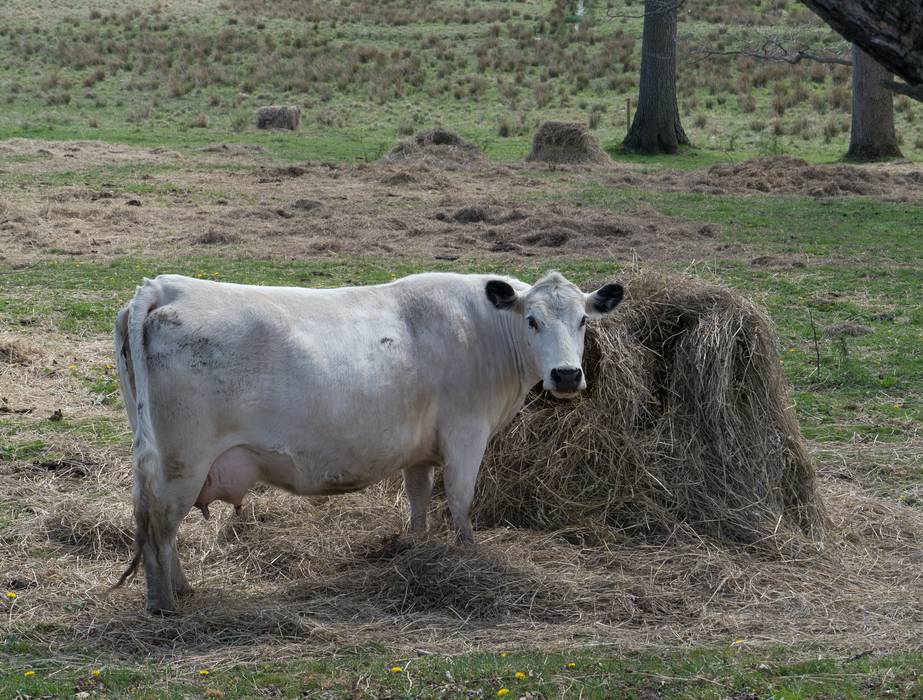 April 21, 2012 - Appleton Farms in Ipswich, Massachusetts.