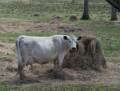 April 21, 2012 - Appleton Farms in Ipswich, Massachusetts.