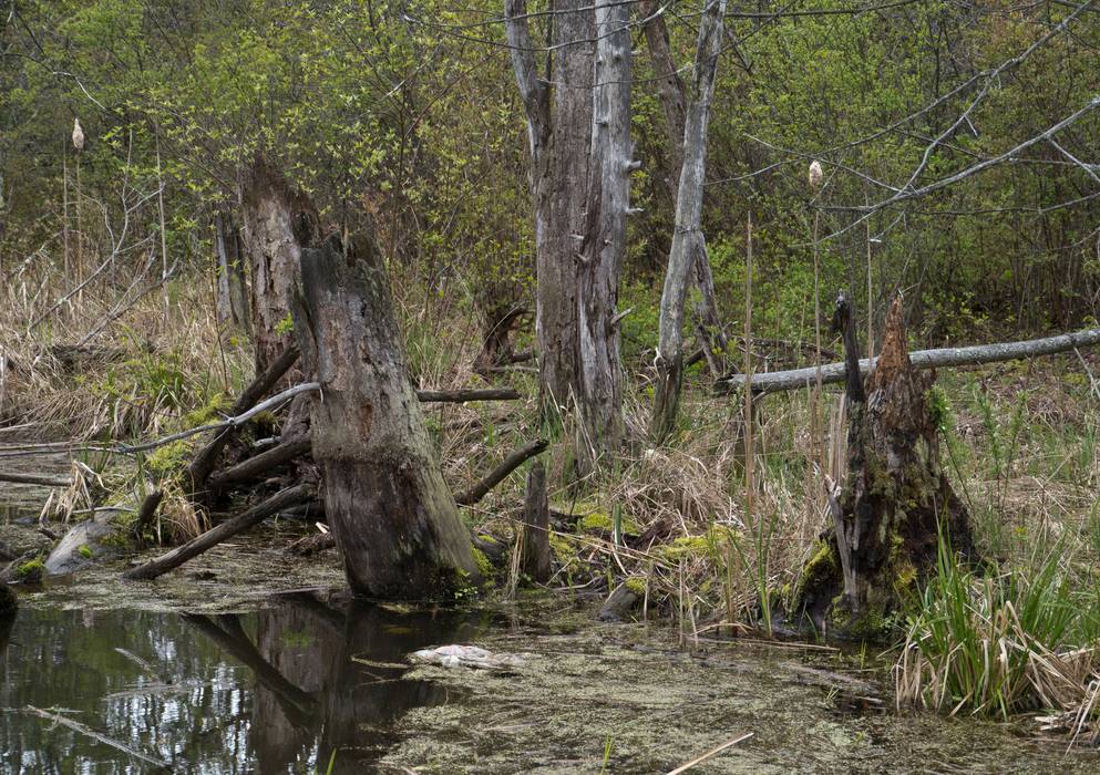 Old tree stumps at edge of a beaver pond.<br />May 2, 2012 - Great Bay National Wildlife Refuge, Newington, New Hampshire.