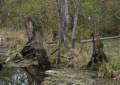 Old tree stumps at edge of a beaver pond.<br />May 2, 2012 - Great Bay National Wildlife Refuge, Newington, New Hampshire.