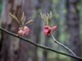 May 2, 2012 - Great Bay National Wildlife Refuge, Newington, New Hampshire.