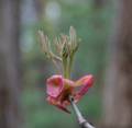 May 2, 2012 - Great Bay National Wildlife Refuge, Newington, New Hampshire.
