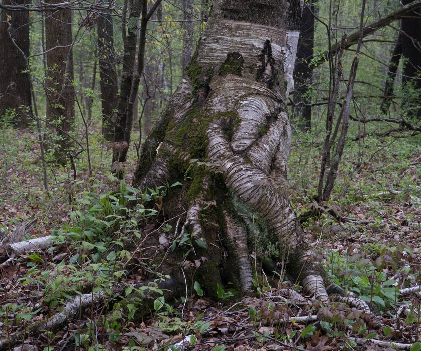 A birch tree crossing its legs?<br />May 2, 2012 - Great Bay National Wildlife Refuge, Newington, New Hampshire.