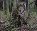 A birch tree crossing its legs?<br />May 2, 2012 - Great Bay National Wildlife Refuge, Newington, New Hampshire.