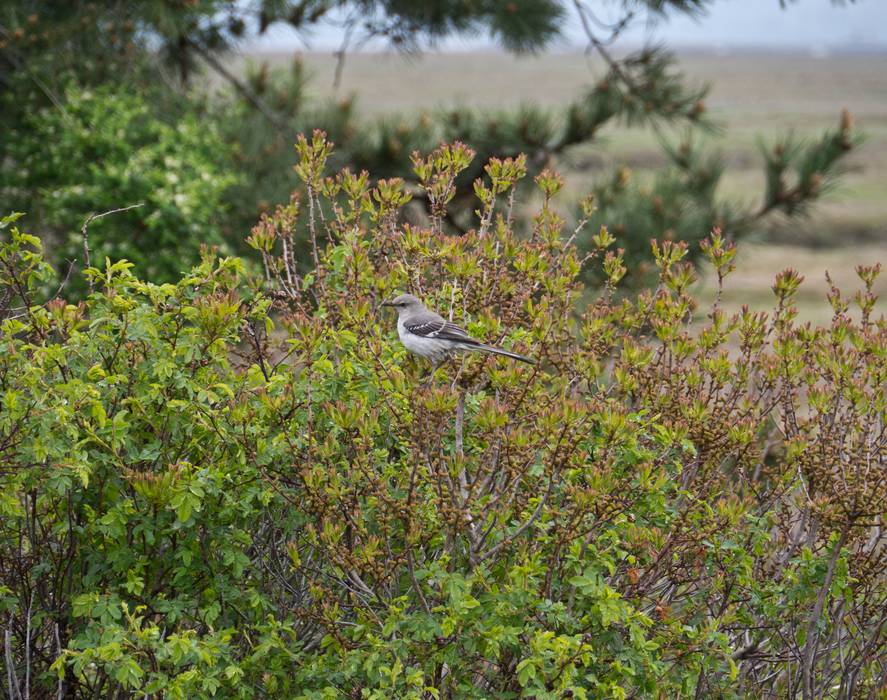 May 4, 2012 - Parker River National Wildlife Refuge, Plum Island, Massachusetts.