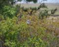 May 4, 2012 - Parker River National Wildlife Refuge, Plum Island, Massachusetts.