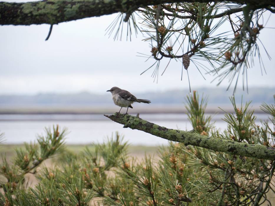 May 4, 2012 - Parker River National Wildlife Refuge, Plum Island, Massachusetts.