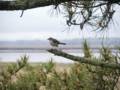 May 4, 2012 - Parker River National Wildlife Refuge, Plum Island, Massachusetts.