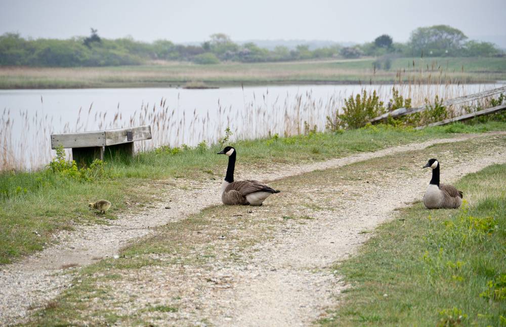 May 4, 2012 - Parker River National Wildlife Refuge, Plum Island, Massachusetts.