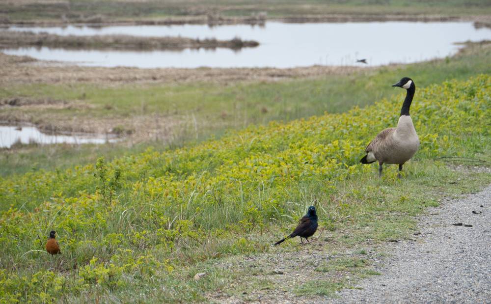 May 4, 2012 - Parker River National Wildlife Refuge, Plum Island, Massachusetts.