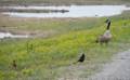 May 4, 2012 - Parker River National Wildlife Refuge, Plum Island, Massachusetts.