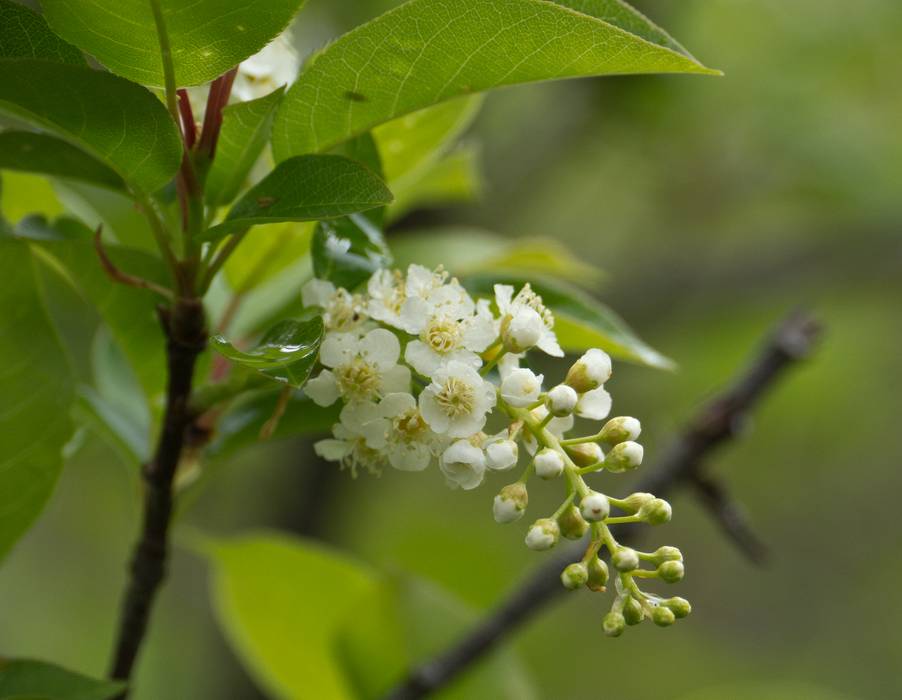 May 4, 2012 - Parker River National Wildlife Refuge, Plum Island, Massachusetts.