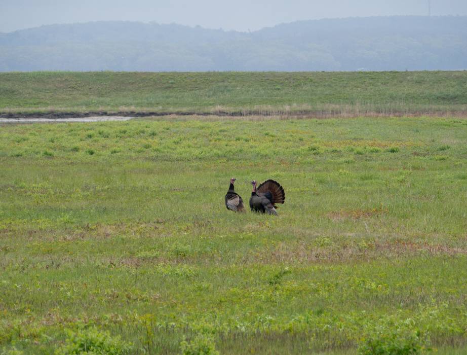 Wild turkeys.<br />May 4, 2012 - Parker River National Wildlife Refuge, Plum Island, Massachusetts.