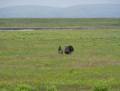 Wild turkeys.<br />May 4, 2012 - Parker River National Wildlife Refuge, Plum Island, Massachusetts.