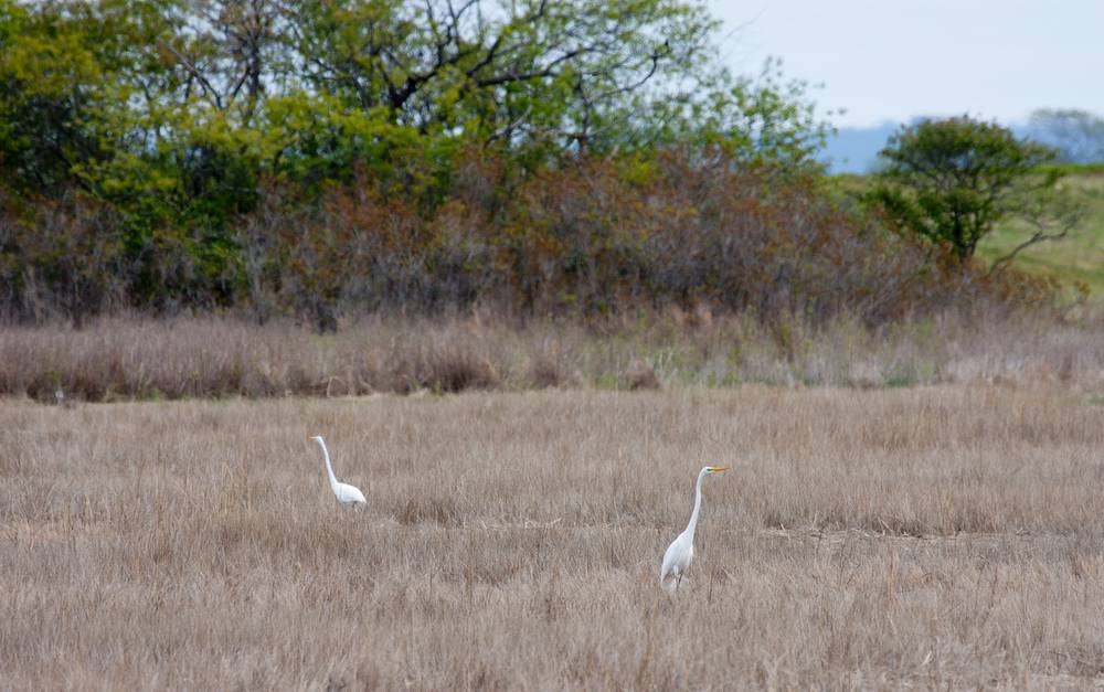 A couple of egrets.<br />May 5, 2012 - Parker River National Wildlife Refuge, Plum Island, Massachusetts.