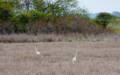 A couple of egrets.<br />May 5, 2012 - Parker River National Wildlife Refuge, Plum Island, Massachusetts.