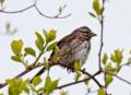 May 5, 2012 - Parker River National Wildlife Refuge, Plum Island, Massachusetts.