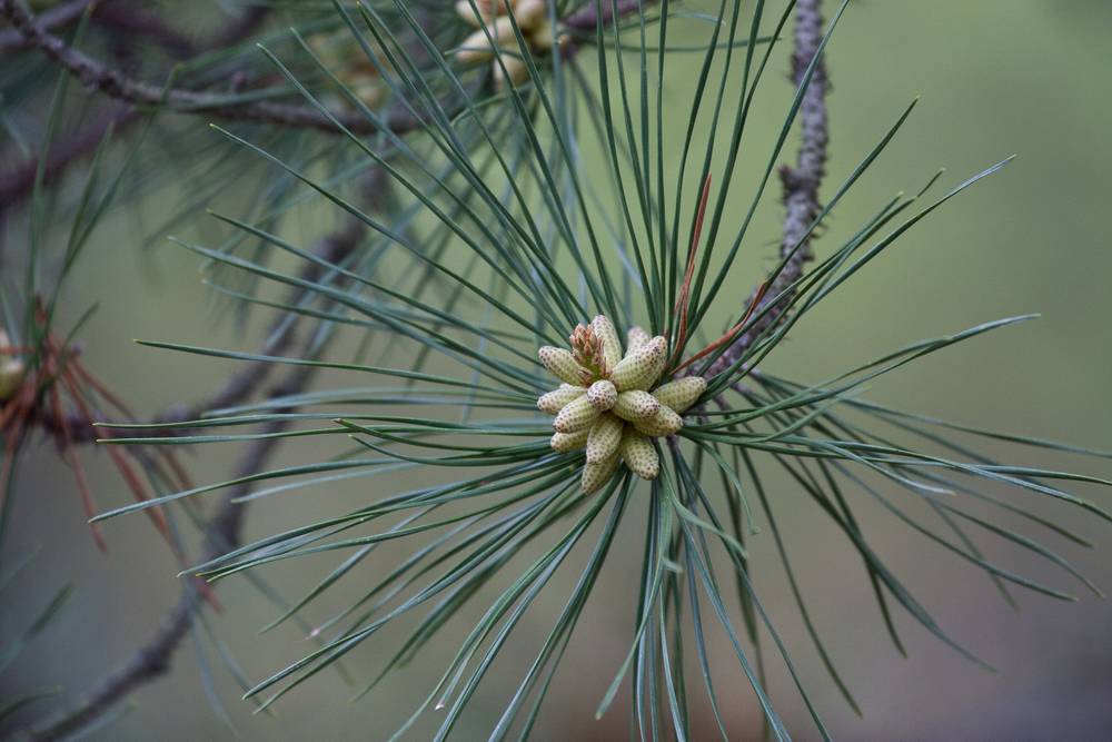 May 5, 2012 - Parker River National Wildlife Refuge, Plum Island, Massachusetts.