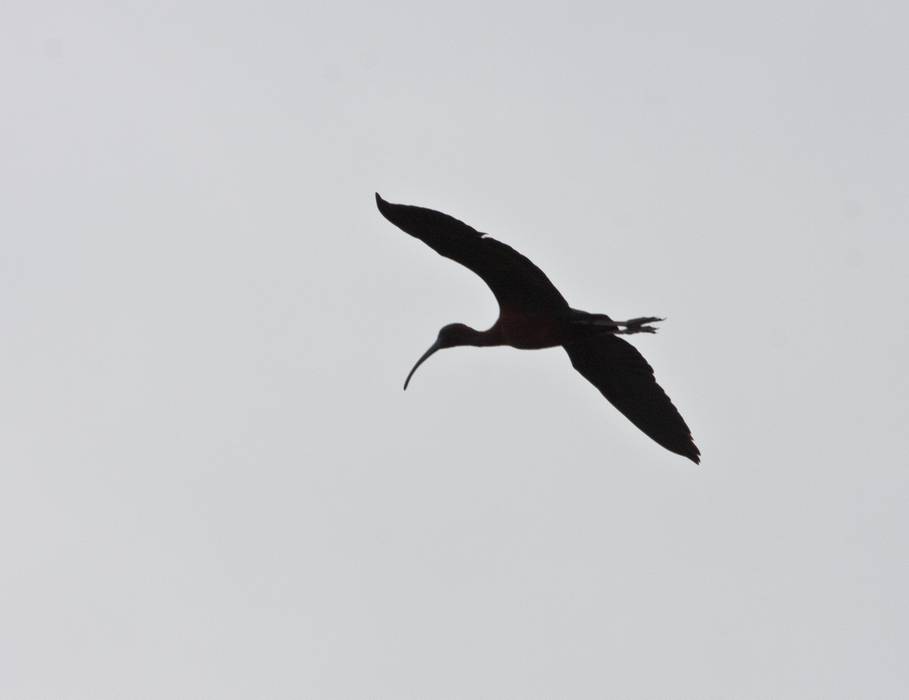 A glossy ibis.<br />May 5, 2012 - Parker River National Wildlife Refuge, Plum Island, Massachusetts.
