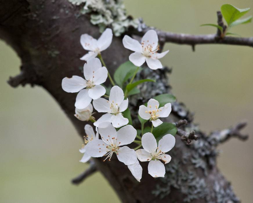 May 5, 2012 - Parker River National Wildlife Refuge, Plum Island, Massachusetts.