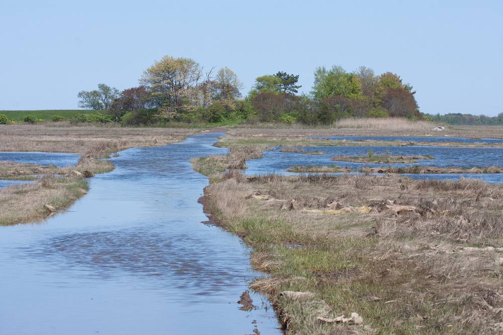 Nelson Island accessible with knee-high boots only.<br />Parker River National Wildlife Refuge.<br />May 7, 2012 - Nelson Island, Rowley, Massachusetts