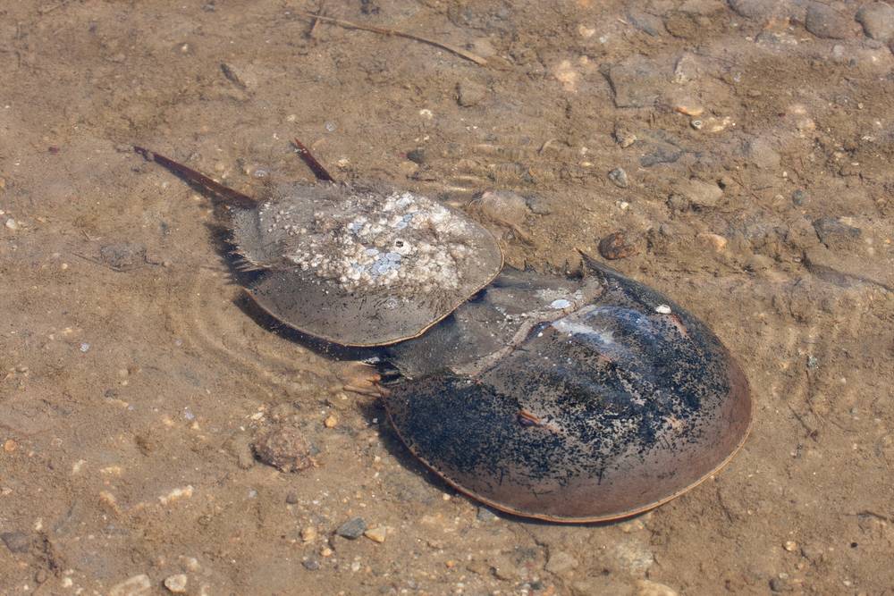 Horseshoe crabs.<br />Parker River National Wildlife Refuge.<br />May 7, 2012 - Nelson Island, Rowley, Massachusetts