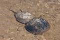 Horseshoe crabs.<br />Parker River National Wildlife Refuge.<br />May 7, 2012 - Nelson Island, Rowley, Massachusetts