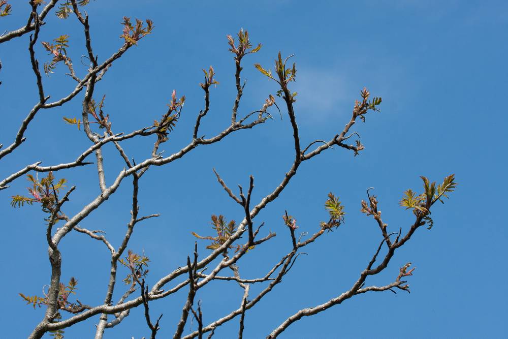 Parker River National Wildlife Refuge.<br />May 7, 2012 - Nelson Island, Rowley, Massachusetts