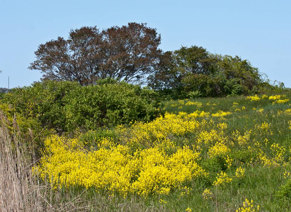 Parker River National Wildlife Refuge.<br />May 7, 2012 - Nelson Island, Rowley, Massachusetts