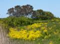 Parker River National Wildlife Refuge.<br />May 7, 2012 - Nelson Island, Rowley, Massachusetts