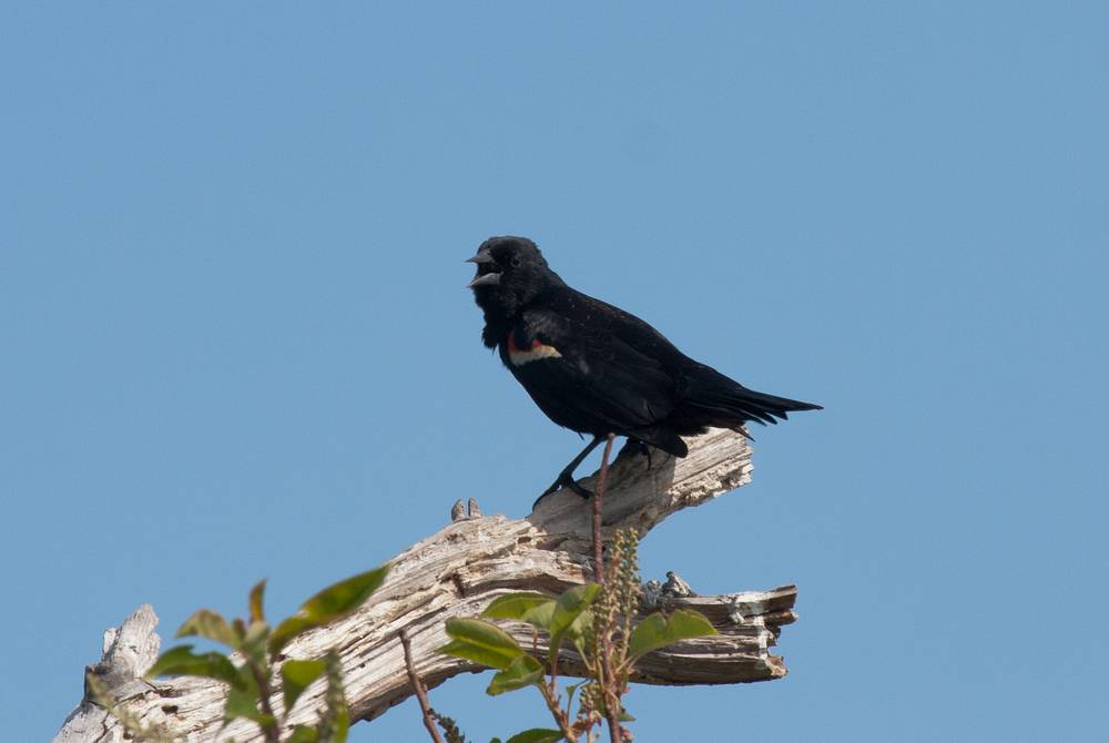 Parker River National Wildlife Refuge.<br />May 7, 2012 - Nelson Island, Rowley, Massachusetts