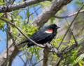 Red-winged blackbird.<br />Parker River National Wildlife Refuge.<br />May 7, 2012 - Nelson Island, Rowley, Massachusetts