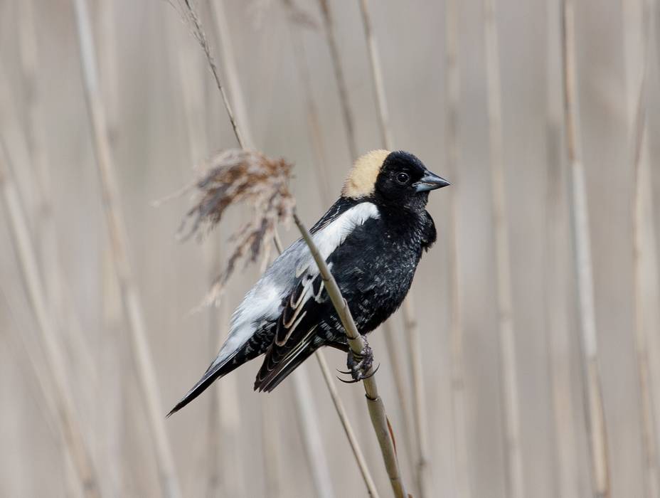 Bobolink.<br />Parker River National Wildlife Refuge.<br />May 7, 2012 - Nelson Island, Rowley, Massachusetts