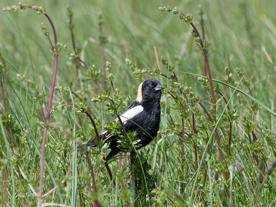 Bobolink.<br />Parker River National Wildlife Refuge.<br />May 7, 2012 - Nelson Island, Rowley, Massachusetts