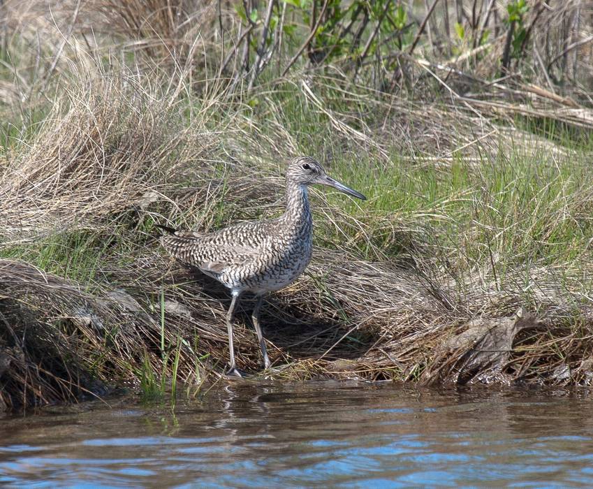 A solitary sandpiper?<br />Parker River National Wildlife Refuge.<br />May 7, 2012 - Nelson Island, Rowley, Massachusetts