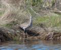 A solitary sandpiper?<br />Parker River National Wildlife Refuge.<br />May 7, 2012 - Nelson Island, Rowley, Massachusetts