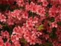 May 14, 2012 - Maudslay State Park, Newburyport, Massachusetts.
