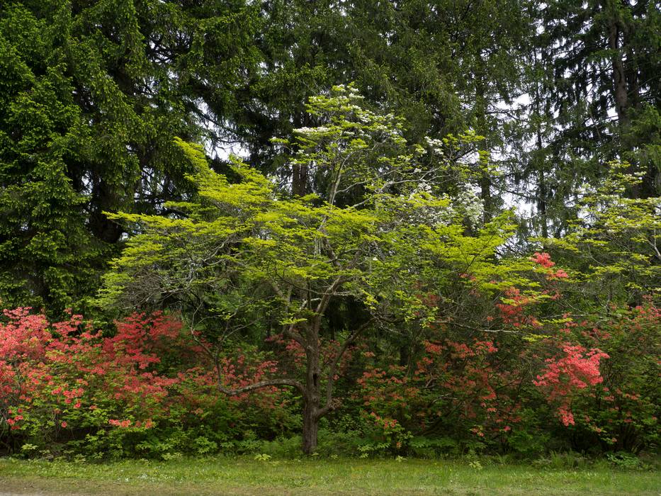 May 14, 2012 - Maudslay State Park, Newburyport, Massachusetts.