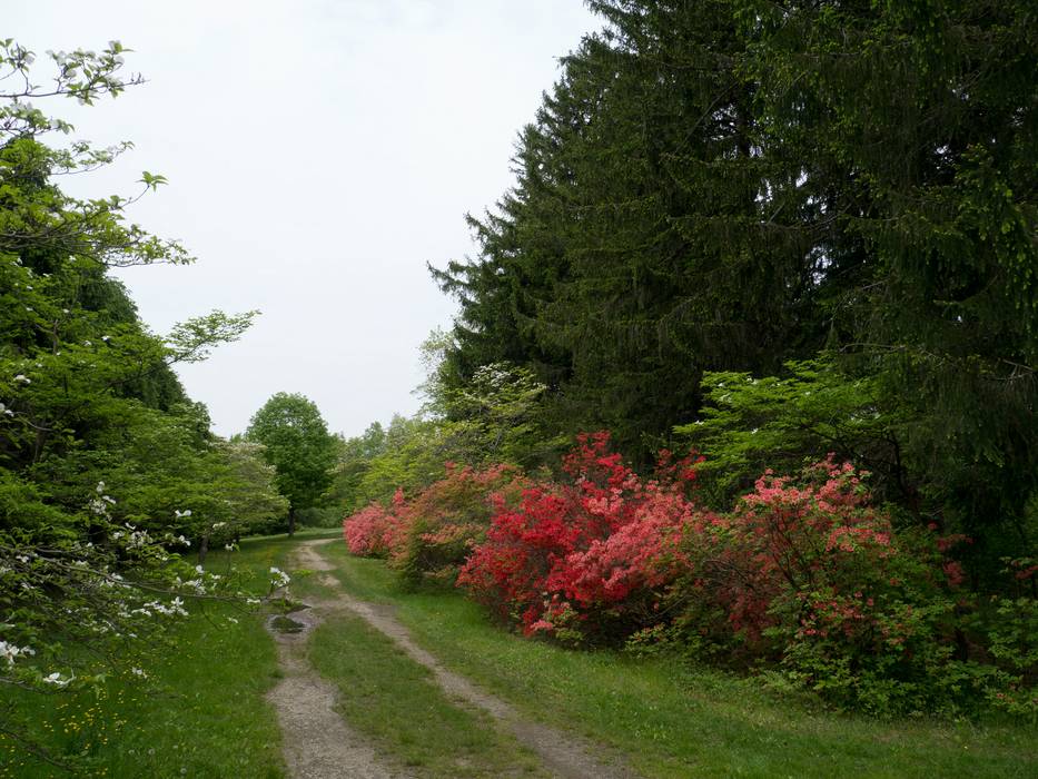 May 14, 2012 - Maudslay State Park, Newburyport, Massachusetts.