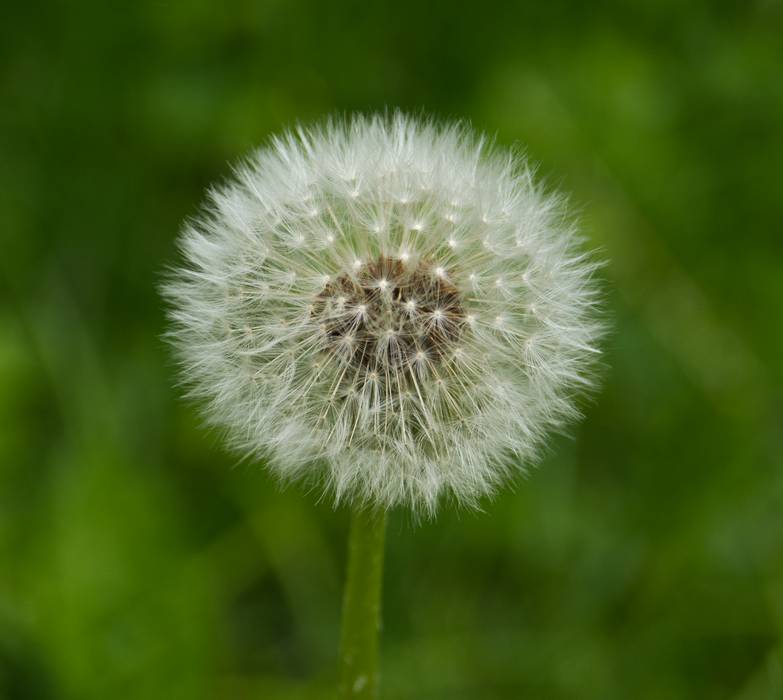 May 14, 2012 - Maudslay State Park, Newburyport, Massachusetts.