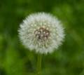 May 14, 2012 - Maudslay State Park, Newburyport, Massachusetts.