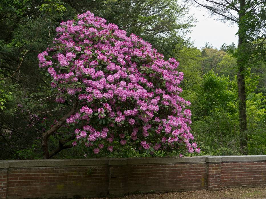 May 14, 2012 - Maudslay State Park, Newburyport, Massachusetts.