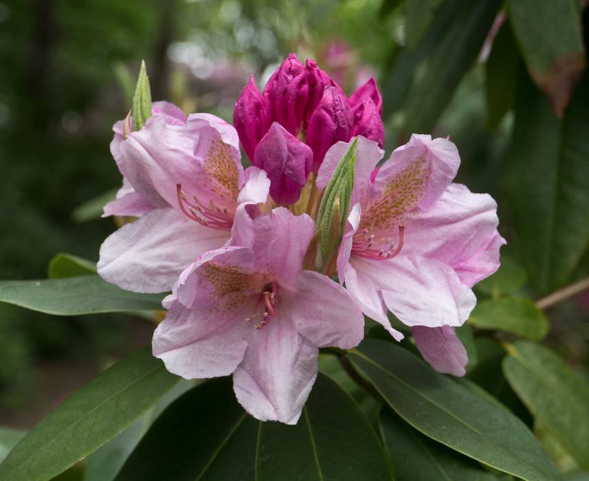 May 14, 2012 - Maudslay State Park, Newburyport, Massachusetts.