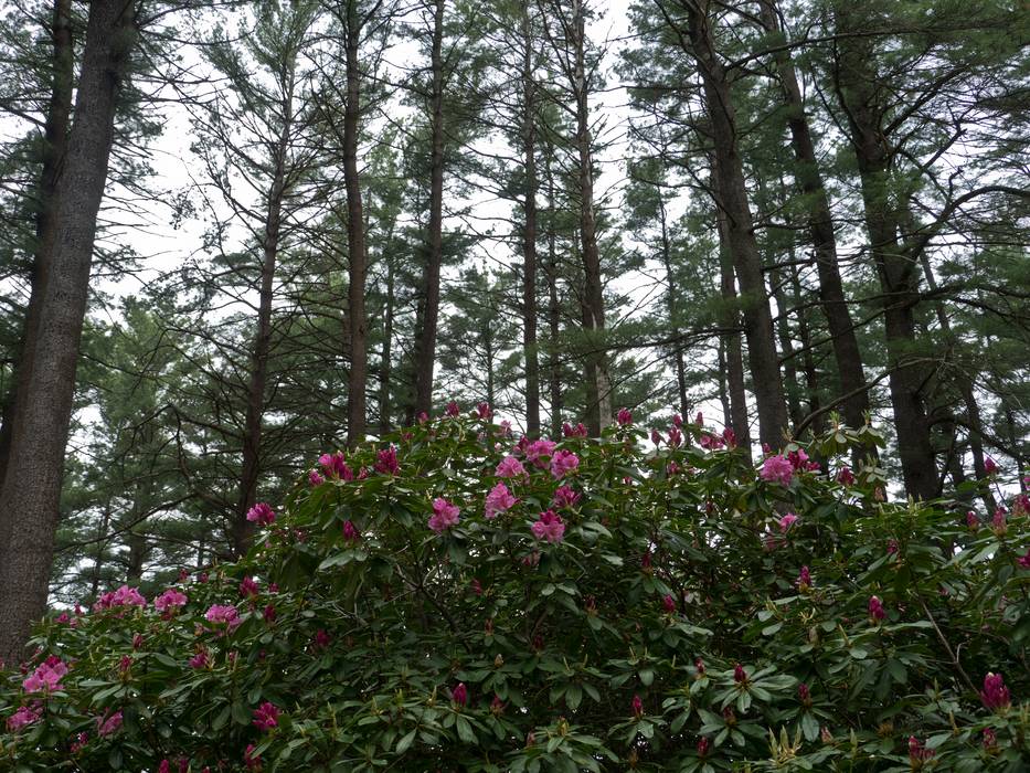 May 14, 2012 - Maudslay State Park, Newburyport, Massachusetts.