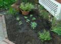 A tour through our garden.<br />May 19, 2012 - Merrimac, Massachusetts.