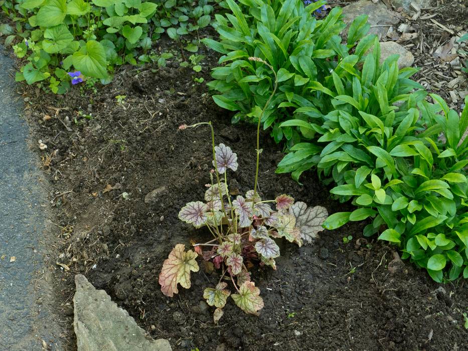 A tour through our garden.<br />May 19, 2012 - Merrimac, Massachusetts.